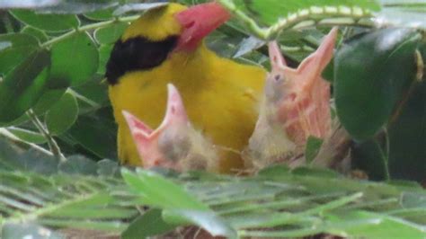 雛鳥視頻|【視頻】母親節之際 黃鸝鳥育雛見母愛光輝 